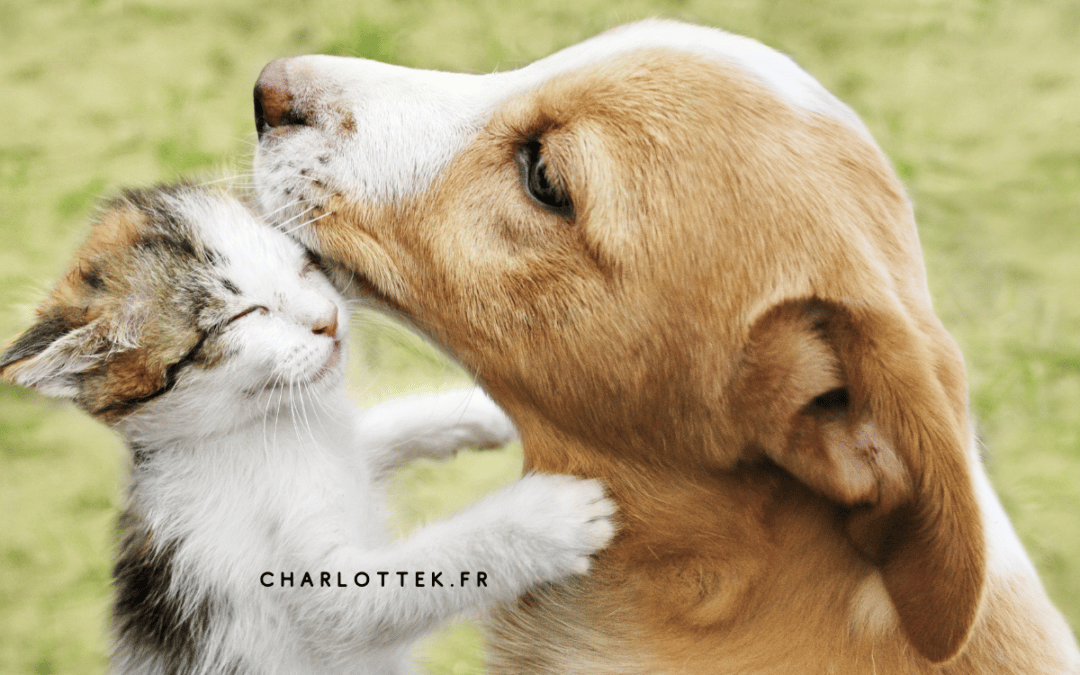 D&rsquo;infirmière à médiatrice animalière : devenir zoothérapeute