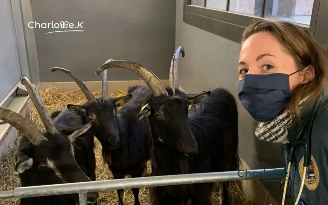 Reconversion infirmière : 10 métiers pour travailler avec les animaux